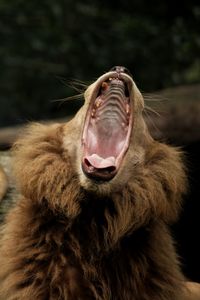 Close-up of cat yawning