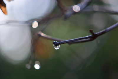 Close-up of water drops on twig