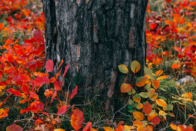 Close-up of yellow maple leaves on tree trunk