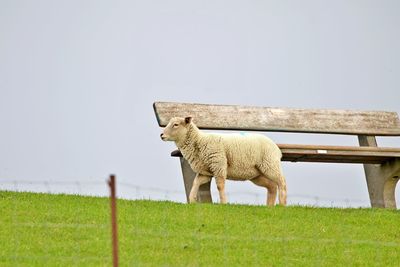 View of an animal on field