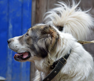 Close-up of dog looking away