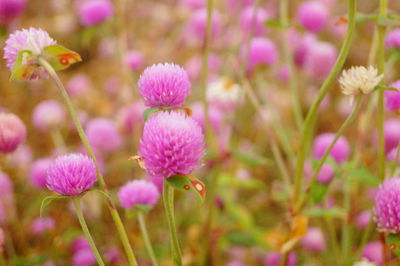 Close-up of pink flowering plants on field