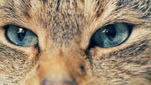 Extreme close-up of cat with blue eyes