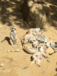 High angle view of sheep on sand