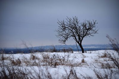 Bare tree on snow field against sky