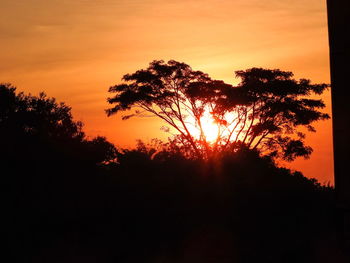 Silhouette of trees at sunset