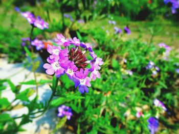 Close-up of purple flowers