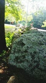 Plants growing on tree