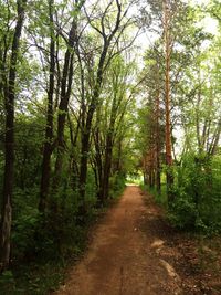 Dirt road amidst trees in forest