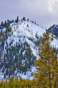 Low angle view of trees against sky