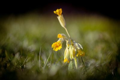 Close-up of yellow flowering plant on field