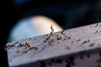 Close-up of ant on rusty metal