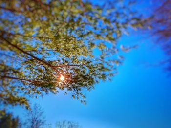 Low angle view of tree against blue sky