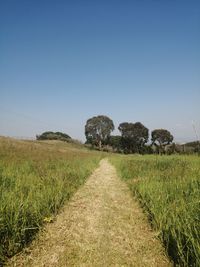 Scenic view of field against clear sky