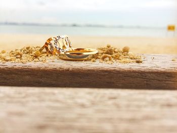 Close-up of shell on beach against sky