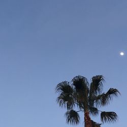 Low angle view of palm trees against blue sky