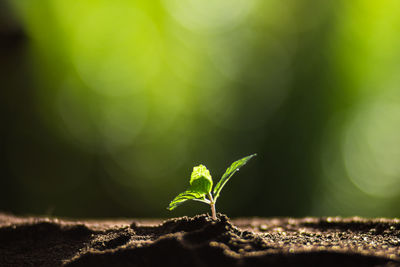 Close-up of fresh green plant