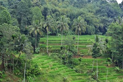 Scenic view of agricultural field