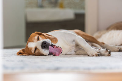 Close-up of dog lying on floor at home