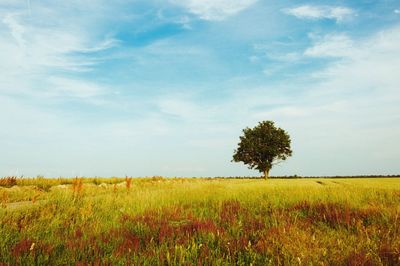 Scenic view of agricultural field against sky