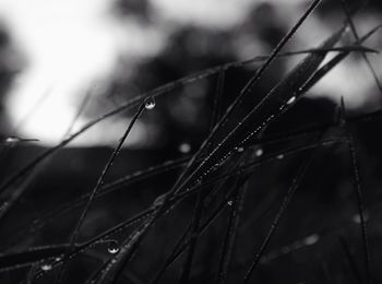 Close-up of water drops on spider web