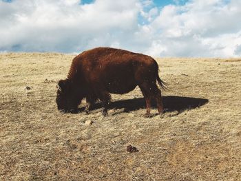 Horse grazing on field against sky