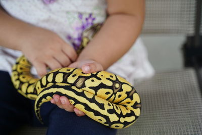 Close-up of girl holding ball python