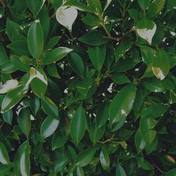 Full frame shot of tree