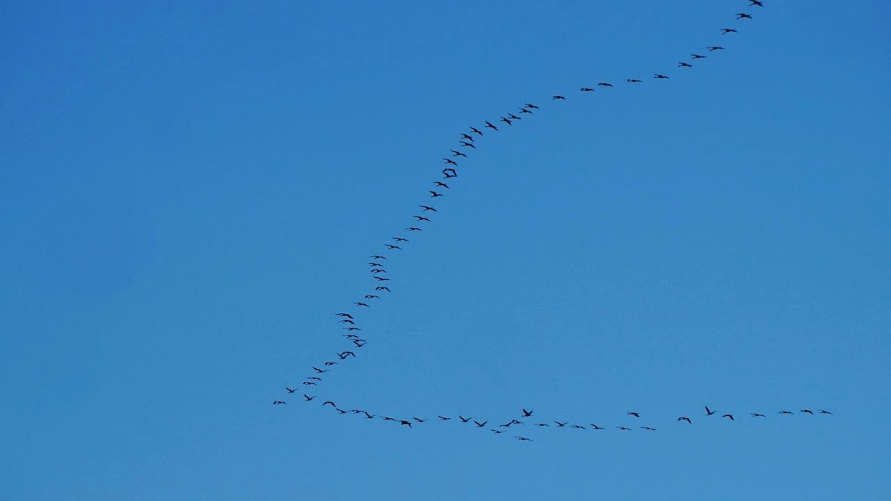 large group of animals, blue, group of animals, animal themes, sky, animals in the wild, animal, flock of birds, vertebrate, low angle view, no people, animal wildlife, day, bird, flying, clear sky, nature, copy space, beauty in nature, togetherness