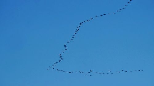 large group of animals