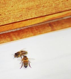 Close-up of bee on leaf