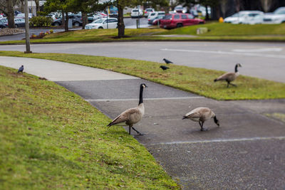 Groups of canadian geese walk across a green lawn in a beaverton park. beaverton, oregon, usa.