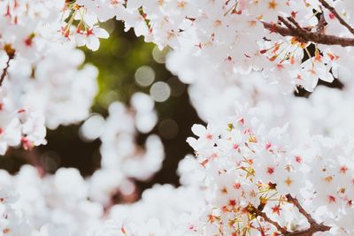 Close-up of cherry blossom tree