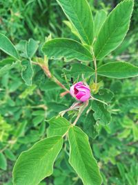 Close-up of pink flowering plant