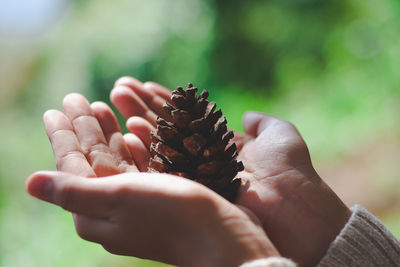 Cropped hands holding pine cone