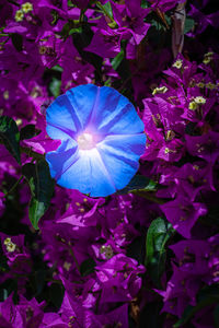 Close-up of purple flowering plants