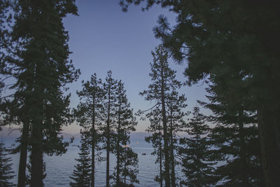 Trees in forest against sky