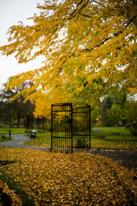 Trees in autumn