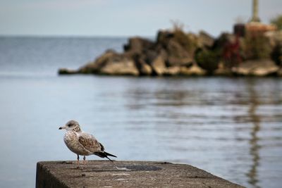 Close-up of seagull perching on rock by sea