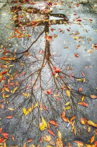 Full frame shot of leaves