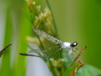Close-up of insect on plant