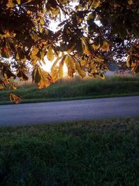 Trees on field against sky