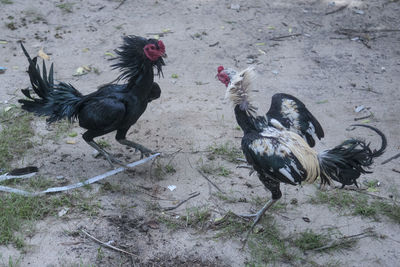 High angle view of birds on field