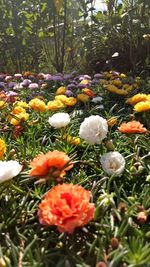 Close-up of flowering plants growing on field