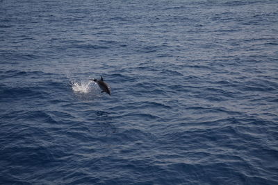 View of fish swimming in sea