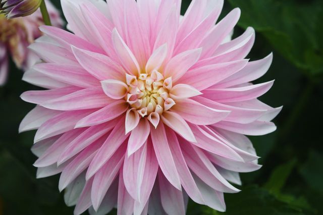 Closeup of pink dahlia ID 150876454