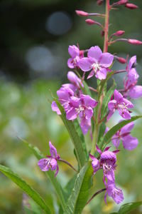 Close-up of purple flowers blooming outdoors