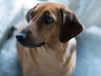 Close-up of dog looking away
