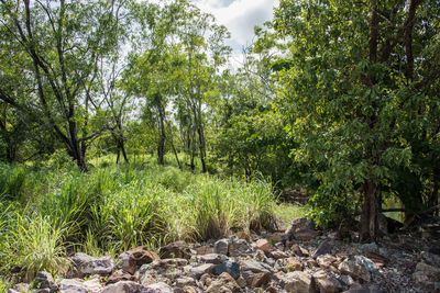 Trees growing in forest