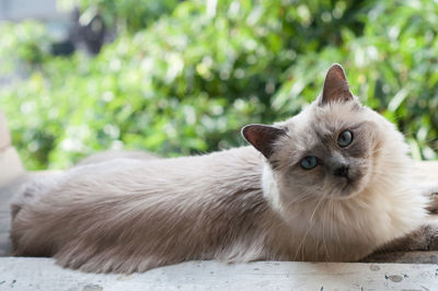 Portrait of cat sitting on floor